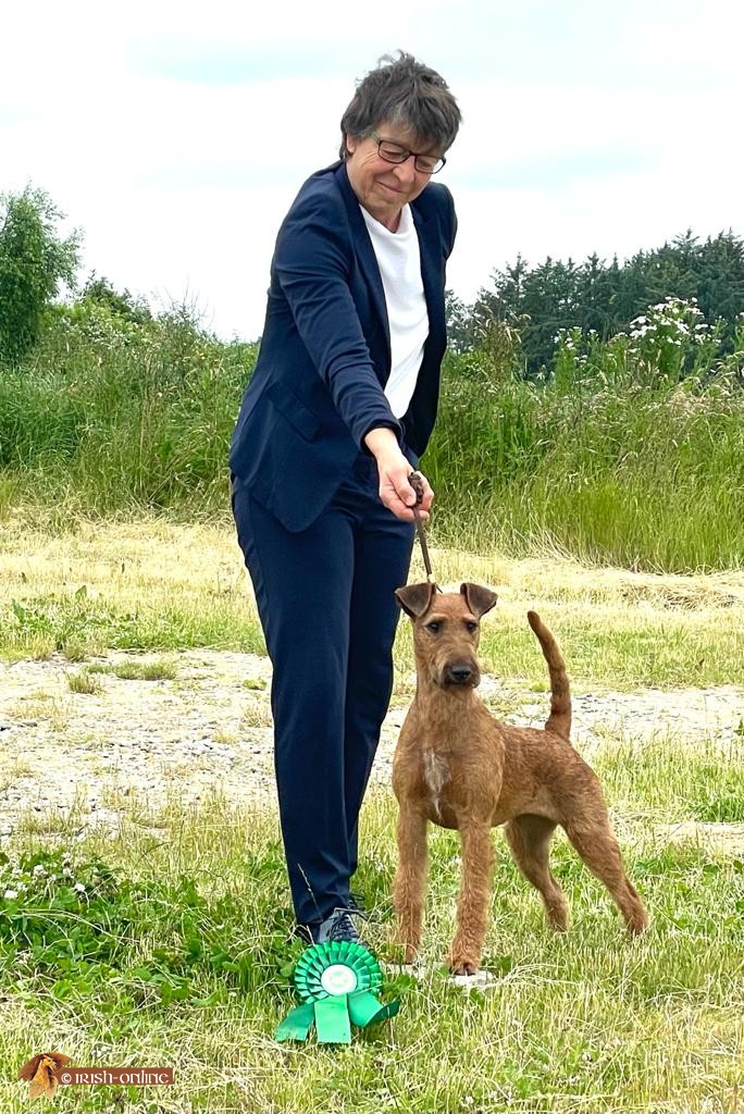 Coimbra Crufts Qualifikation Vejen