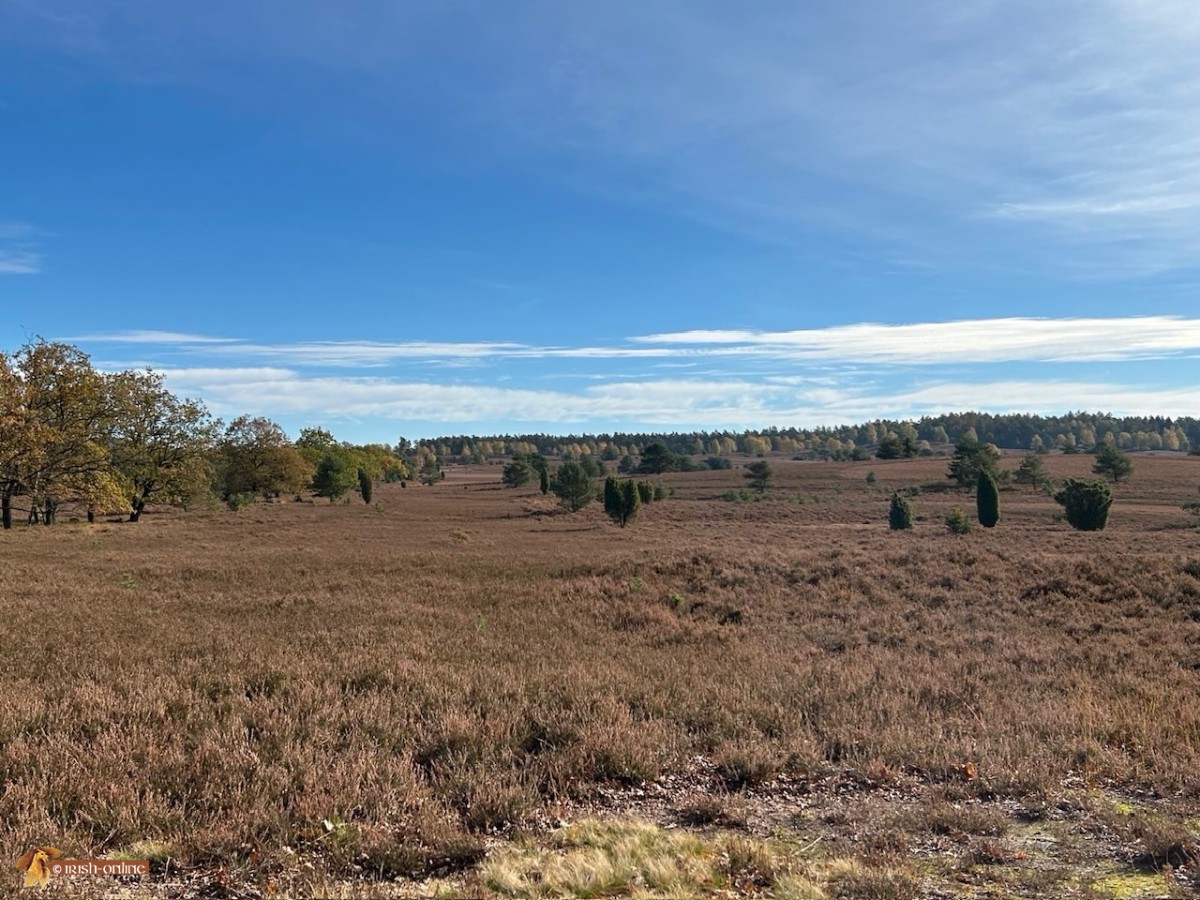 Lüoneburger heide
