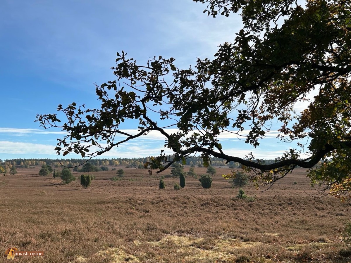 Lüneburger heide