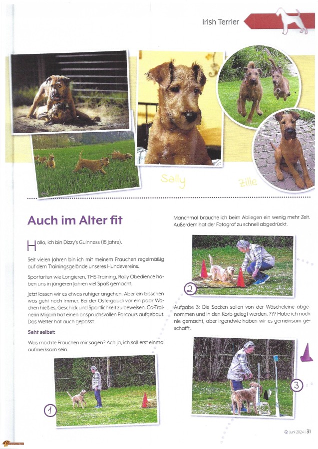 Meine Hommage an den Irish Terrier - Auch im Alter fit