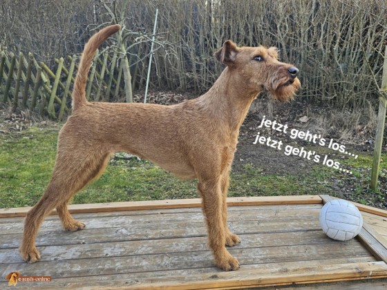 Crufts 2024