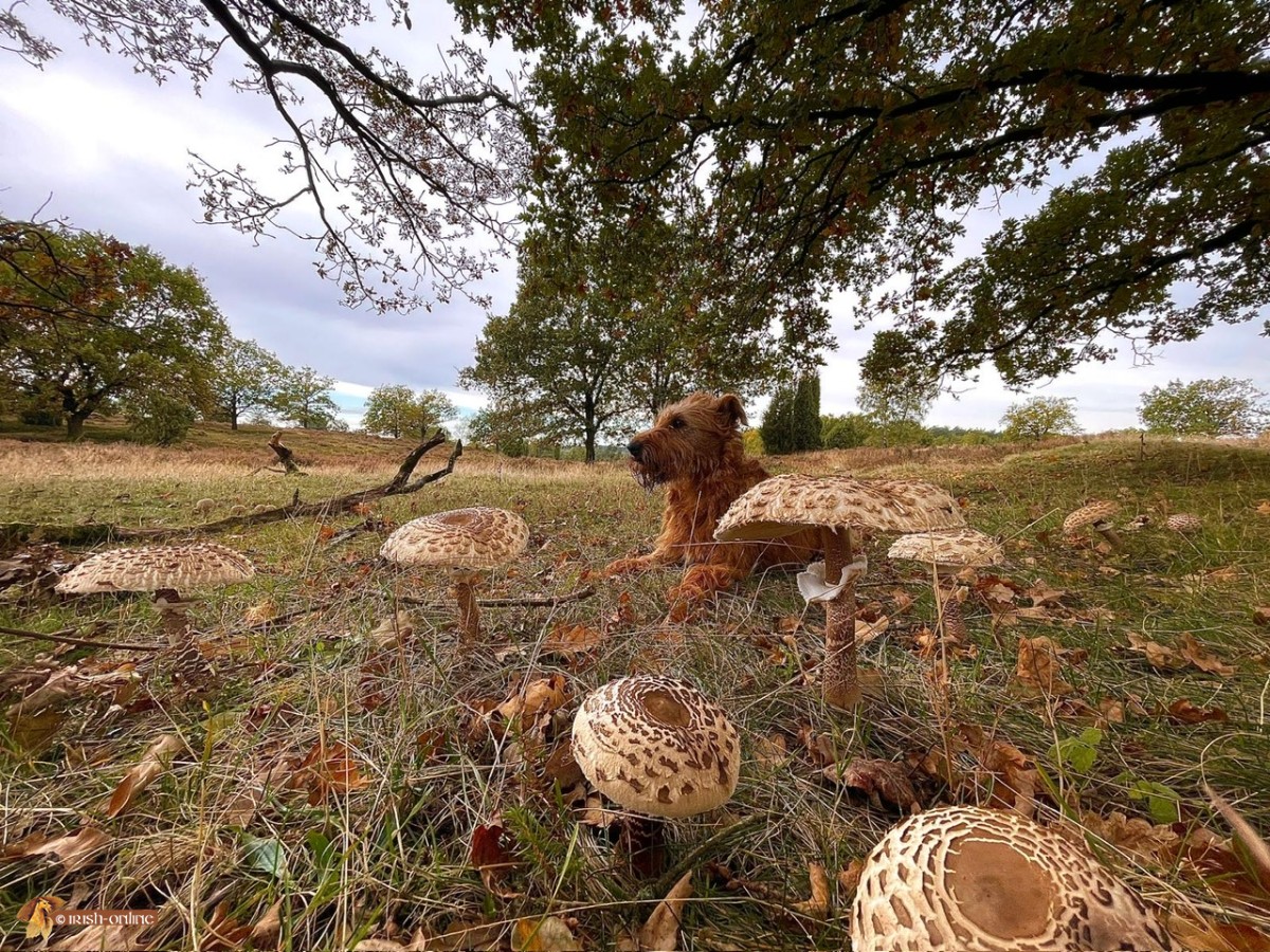 Lüneburger heide