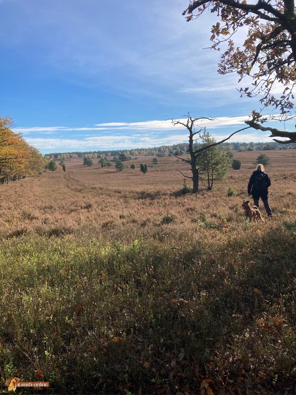 Lüneburger Heide